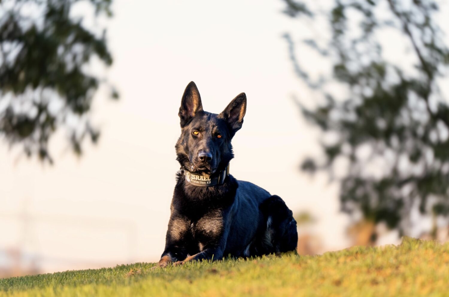 In the Age of Elite Security, Are “Protection Dogs” the Industry’s Best-Kept Illusion? 39 Screenshot 2025 09 29 at 7.00.07 PM