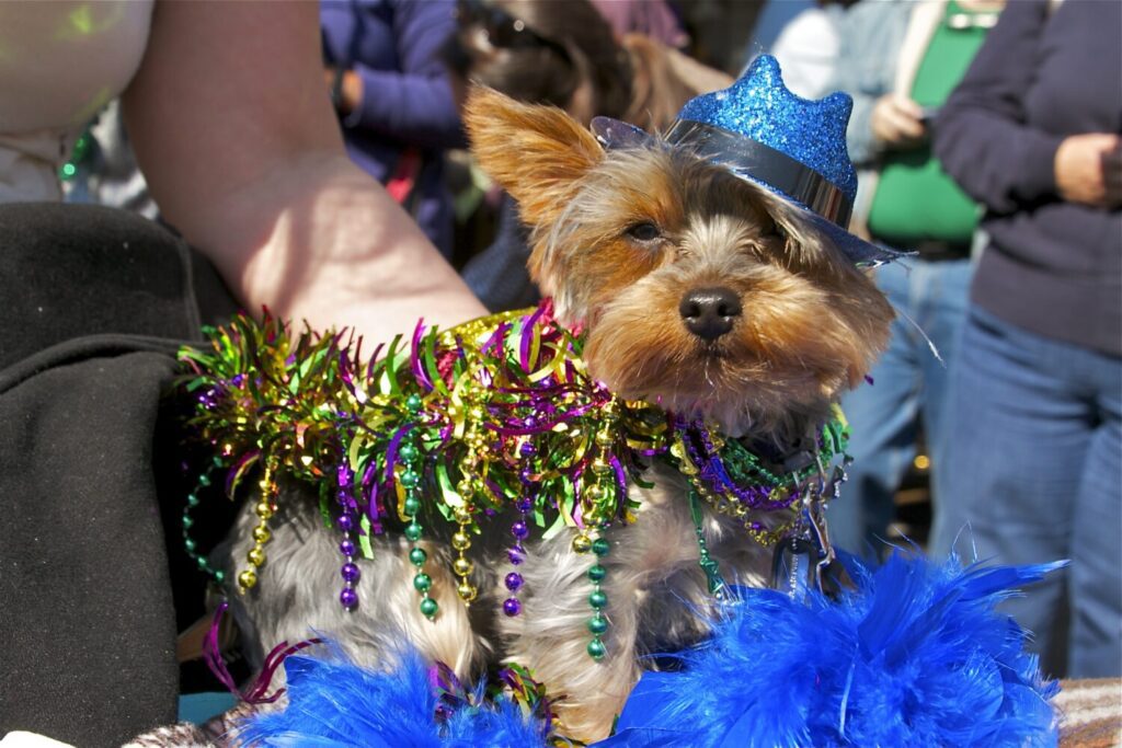 From King Cake To Cocktails, Here’s Where To Celebrate Mardi Gras 40 Mardi Gras