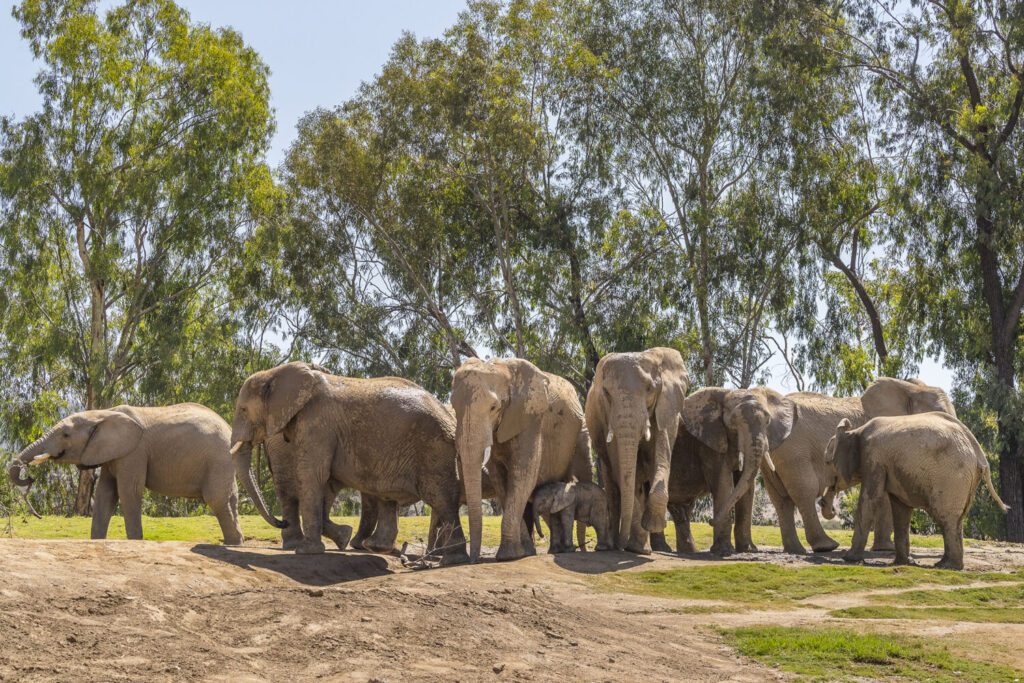 Rediscover San Diego Zoo Safari Park In The New Elephant Valley 39 San Diego Zoo