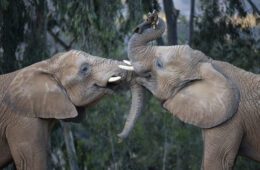 San Diego Zoo