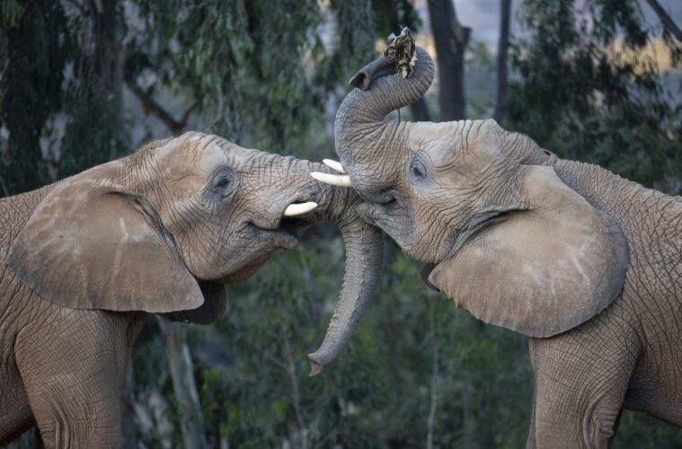 Rediscover San Diego Zoo Safari Park In The New Elephant Valley 38 San Diego Zoo