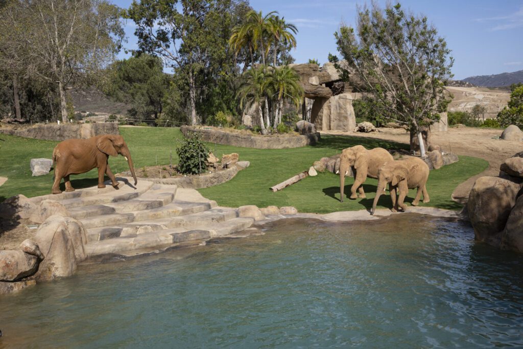 Rediscover San Diego Zoo Safari Park In The New Elephant Valley 40 San Diego Zoo