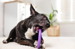 Interactive Dog Toys for Heavy Chewers: BULLYMAKES’s Guide to Picking Safe, Effective Options for Your Pup 48 image1 03 11 26 117