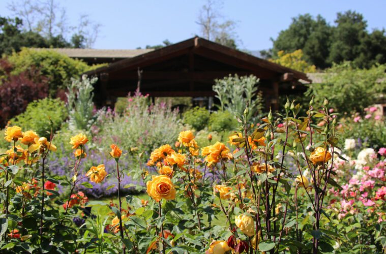 Summer At Descanso Gardens 38 Descasno Gardens
