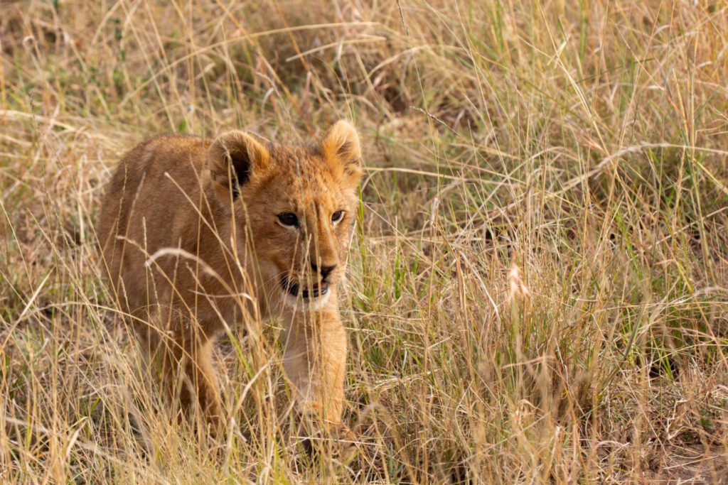 In Jon Favreau’s Lion, The Animals Wrote The Story 41 Jon Favreau