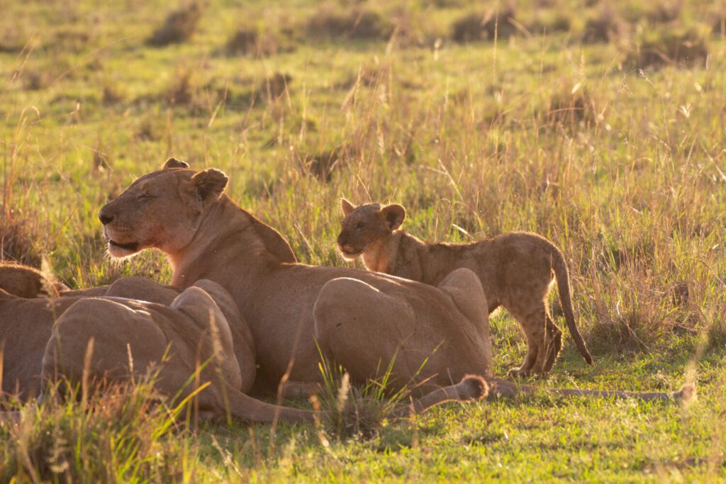 In Jon Favreau’s Lion, The Animals Wrote The Story 39 Jon Favreau