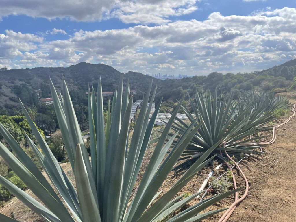 Mulholland Estate